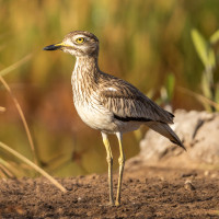 Senegal Thick-knee